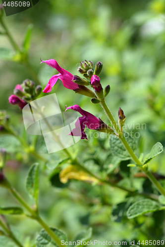 Image of Baby sage Pink Blush