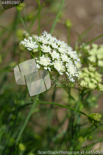 Image of Narrow-leaved water-dropwort