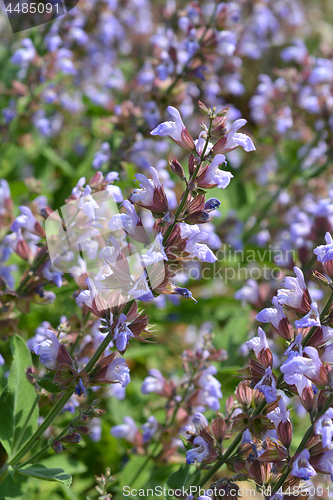 Image of Common sage