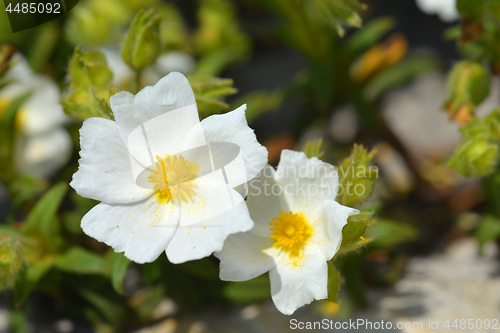 Image of Montpellier cistus