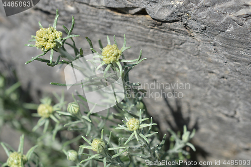 Image of Italian strawflower