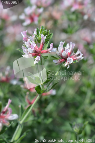 Image of Hairy canary clover
