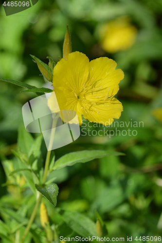 Image of Common sundrops