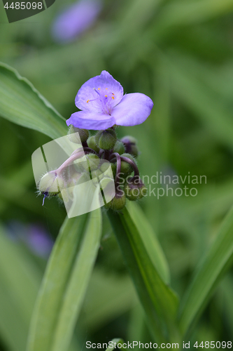 Image of Virginia spiderwort