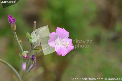 Image of Great hairy willowherb