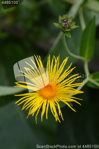 Image of Giant fleabane