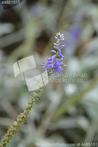 Image of Silver speedwell