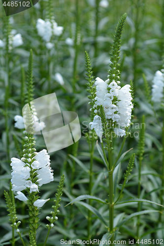 Image of Obedient plant Summer Snow