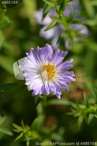 Image of Alpine aster Dunkle Schoene