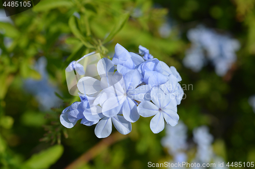 Image of Blue plumbago
