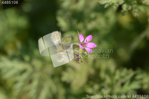 Image of Common storksbill