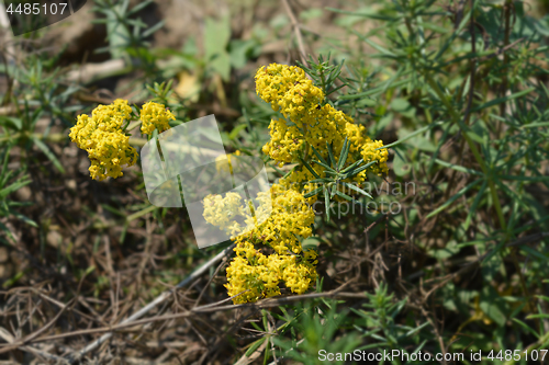Image of Yellow bedstraw