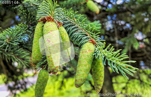 Image of Branch of coniferous tree with young green cones