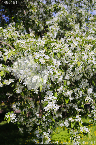 Image of Branches of beautiful spring tree with white flowers