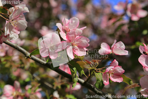 Image of Branches of apple tree with beautiful pink flowers