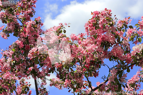 Image of Branches of spring apple tree with beautiful pink flowers