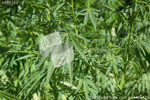 Image of Green fresh foliage of cannabis plant (hemp, marijuana)