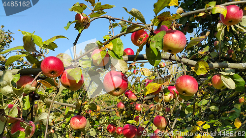 Image of Branches of an apple-tree with ripe red apples