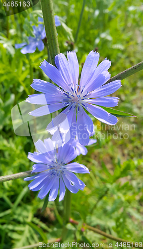 Image of Blue flowers of natural chicory