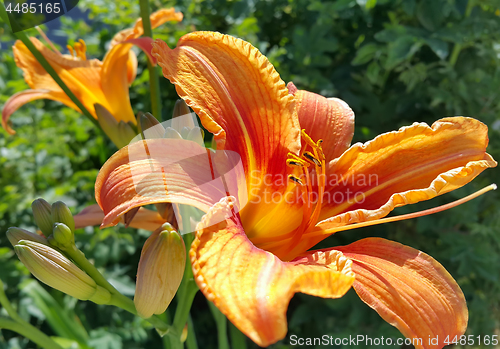 Image of Beautiful bright lily on a sunny day