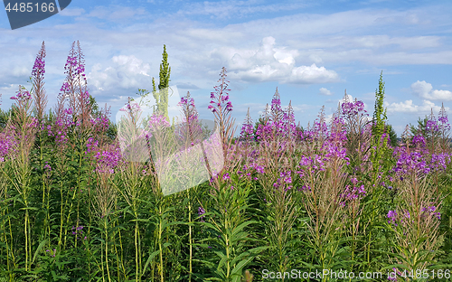 Image of Beautiful willow-herb flowers in summer field