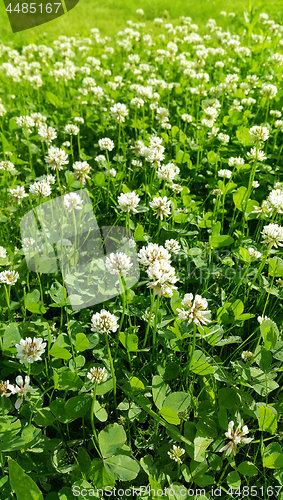 Image of Clover on a summer meadow