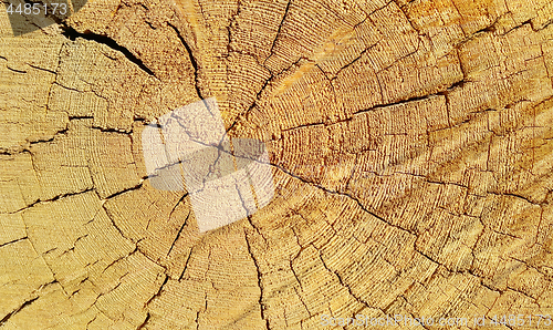Image of Natural wooden texture with rings and cracks pattern