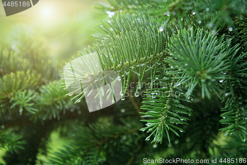 Image of Fresh green pine branches with raindrops and sunlight