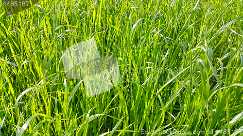 Image of Fresh green high grass close-up