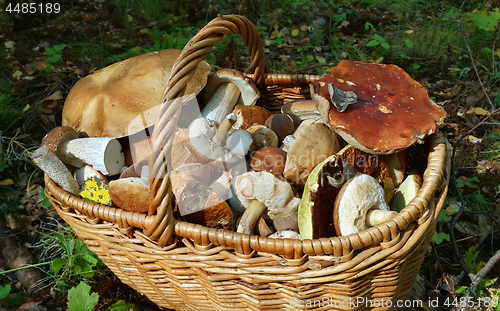 Image of Basket with edible mushrooms