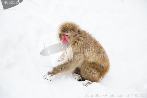 Image of japanese macaque or monkey searching food in snow