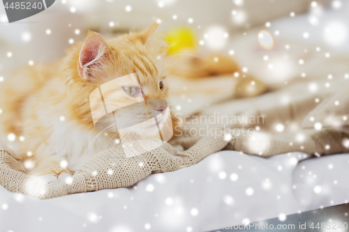 Image of red tabby cat lying on blanket at home in winter