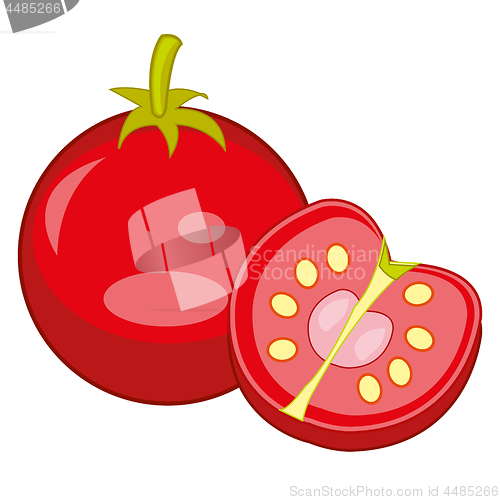 Image of Red vegetable tomato vector illustration.Drawing on white background