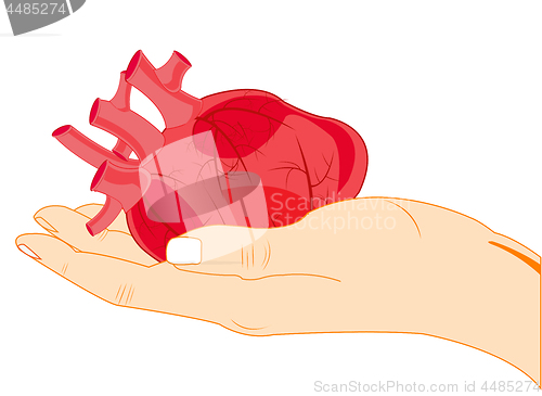 Image of Internal organ of the person heart in palm of the person