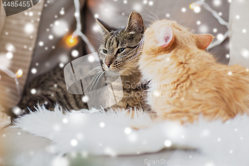 Image of two cats lying on sheepskin in winter at home