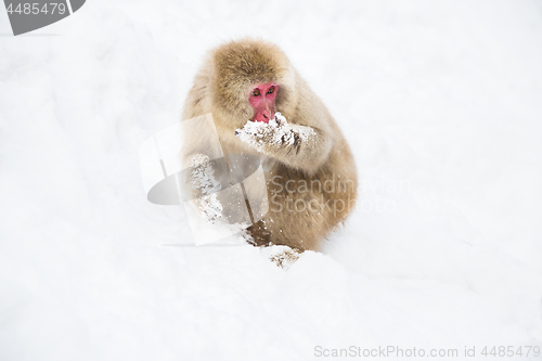 Image of japanese macaque or monkey searching food in snow