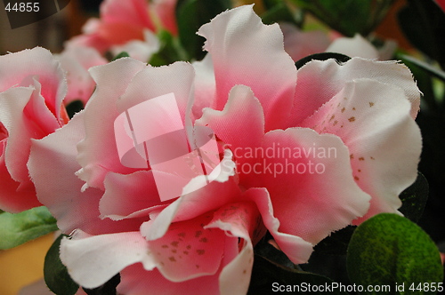 Image of Flower