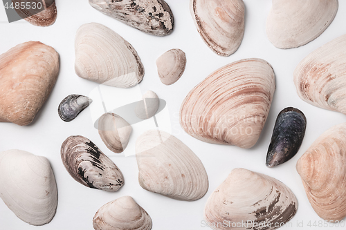 Image of Big and small seashells on white background