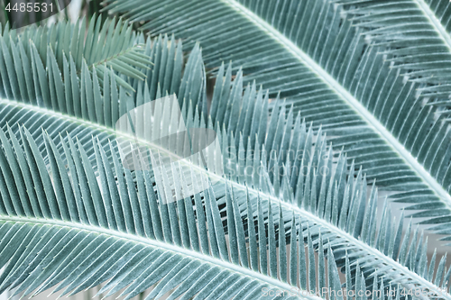 Image of Texture of turquoise palm leaves