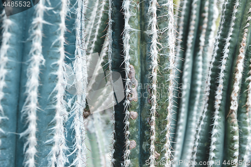Image of Prickly turquoise cacti