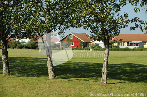 Image of Tree