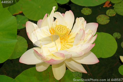 Image of Lotus flower