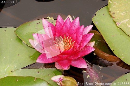 Image of Purple water lily