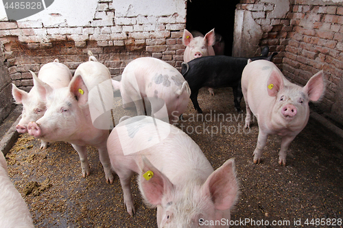 Image of Pigs farm