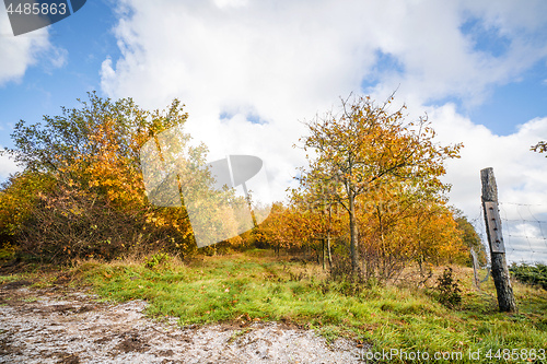 Image of Trees in orange colors in the fall with a fence