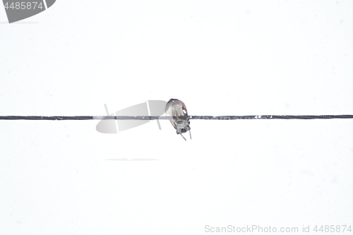 Image of Dove sitting on wires