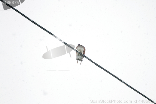 Image of Dove sitting on wires