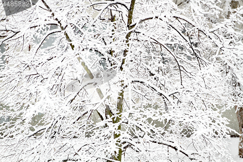 Image of Park with Trees covered with Snow