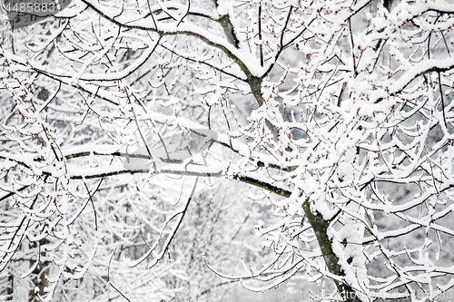 Image of Park with Trees covered with Snow