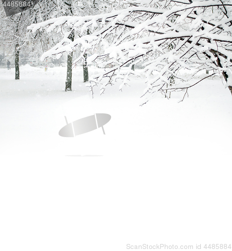 Image of Park with Trees covered with Snow